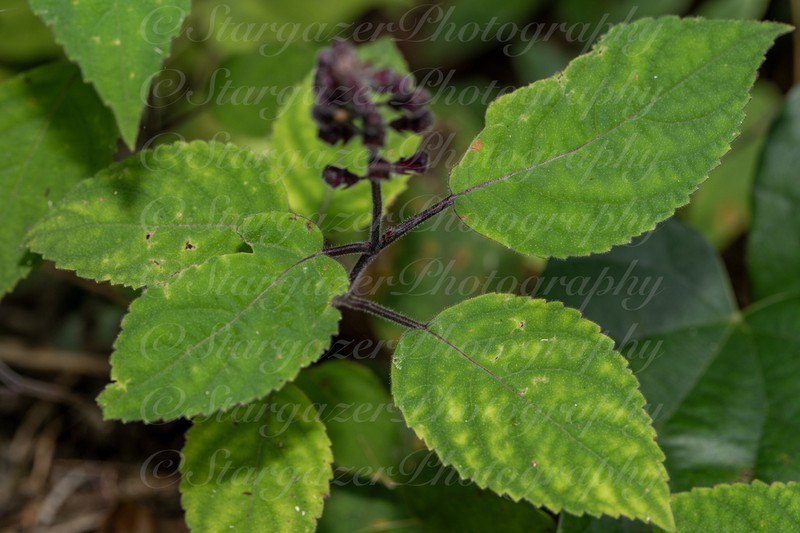 Collinsonia australis photo 5