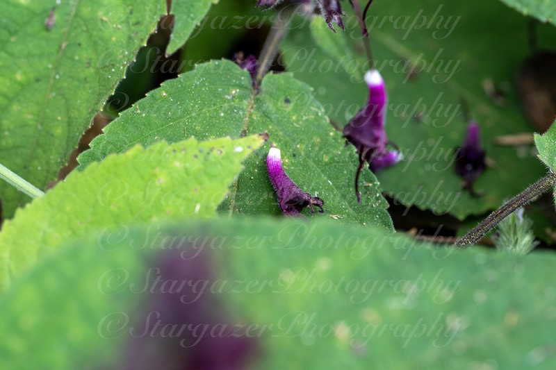 Collinsonia australis photo 6
