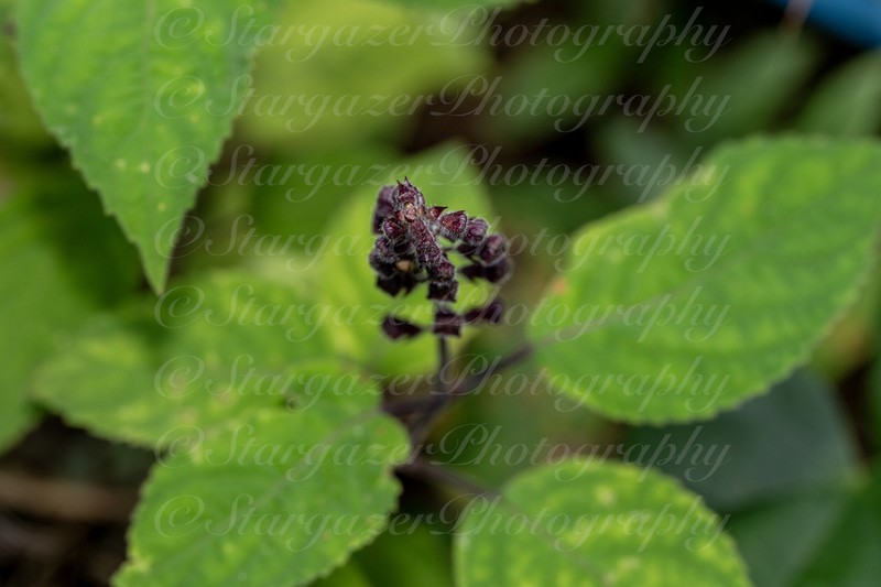 Collinsonia australis photo 8