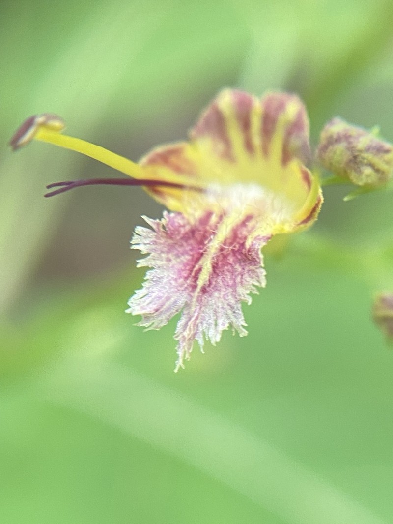 Richweed photo 2
