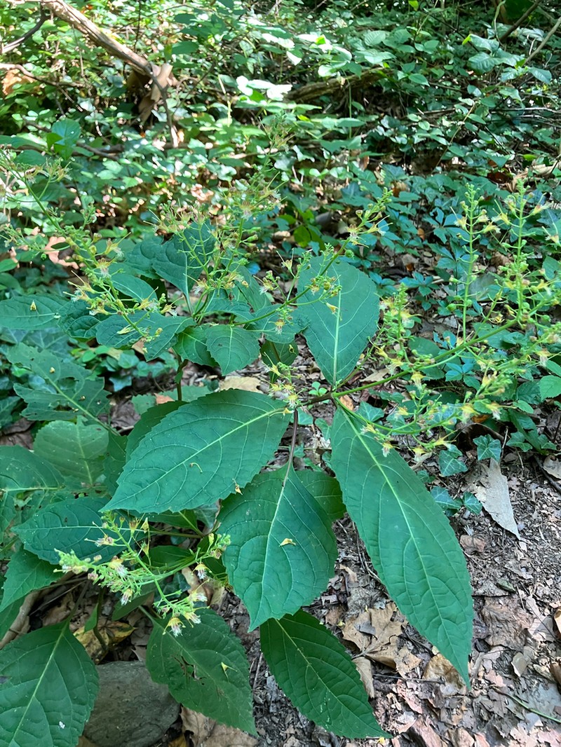 Richweed photo 5