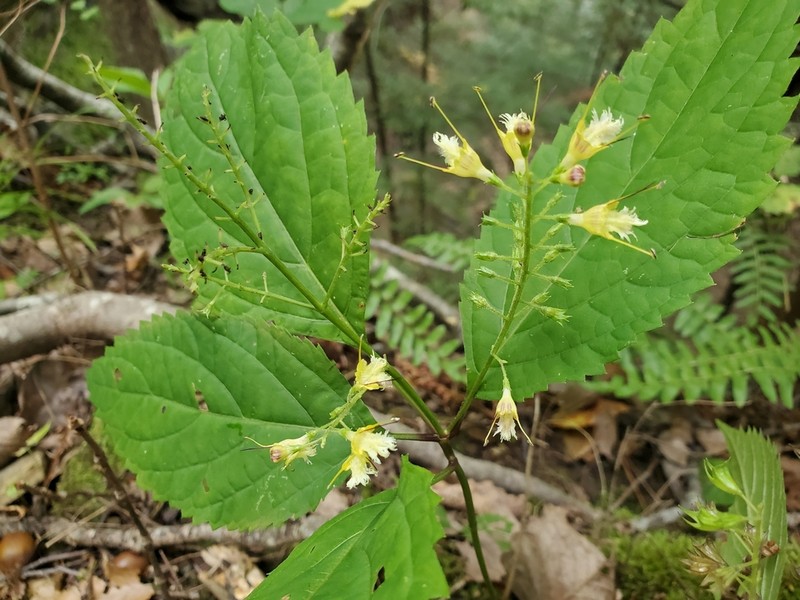 Richweed photo 6