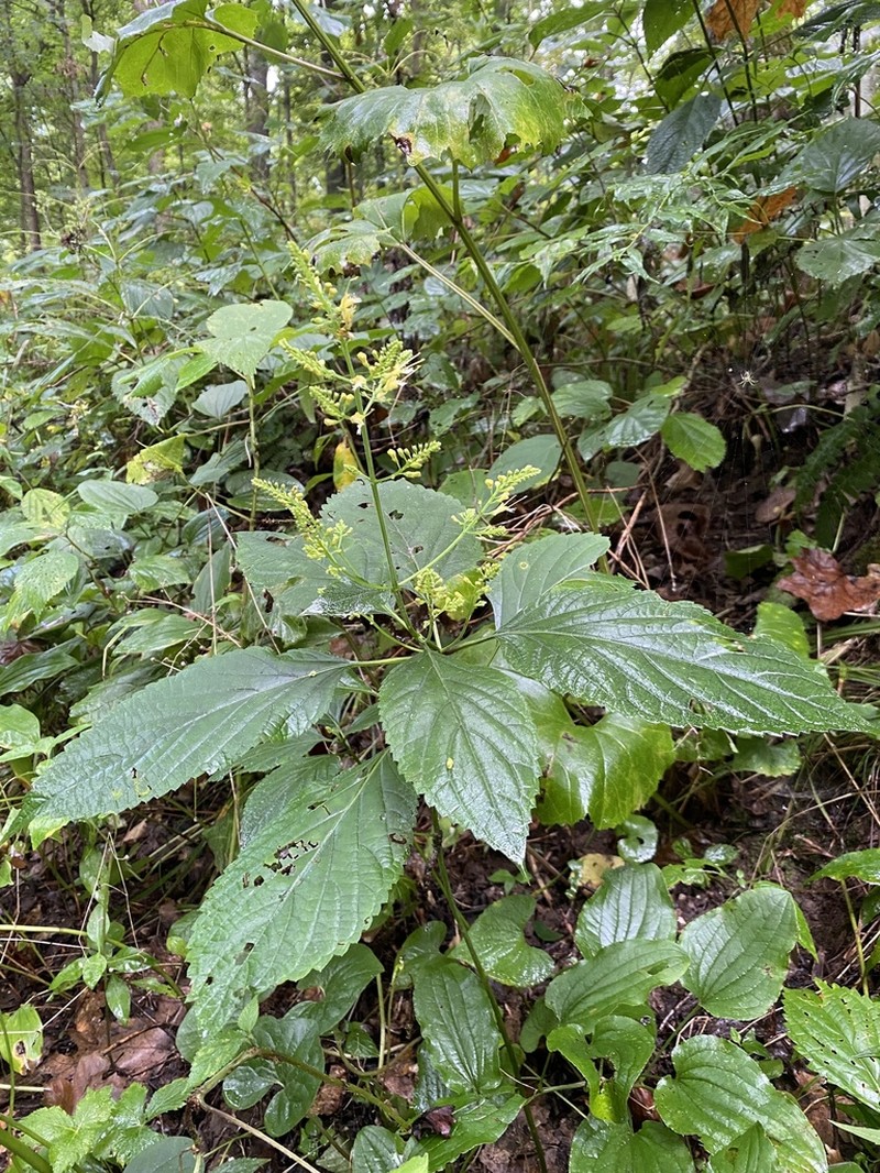 Richweed photo 8