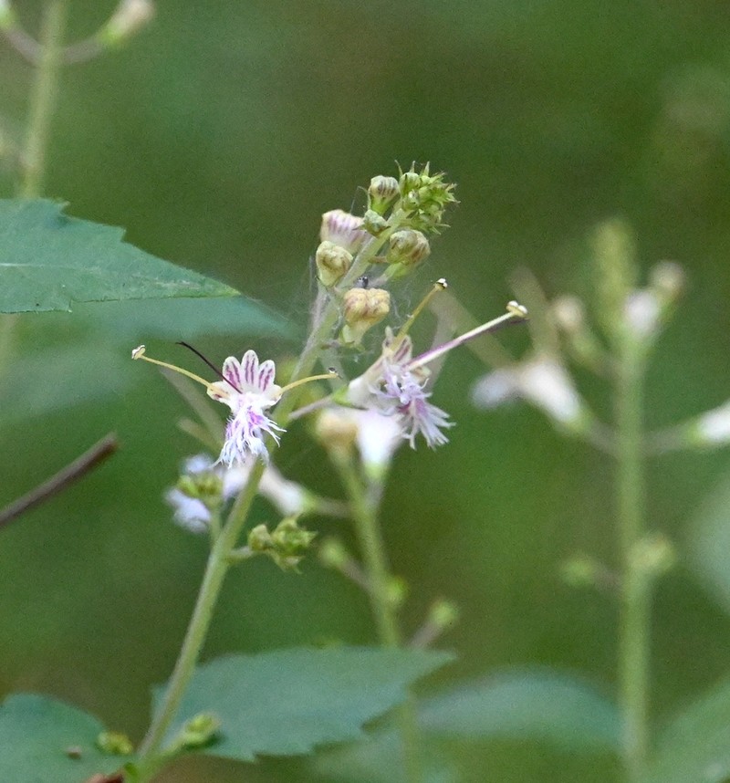 Deepwoods Horsebalm photo 3