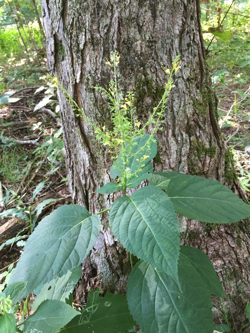 Deepwoods Horsebalm photo 7