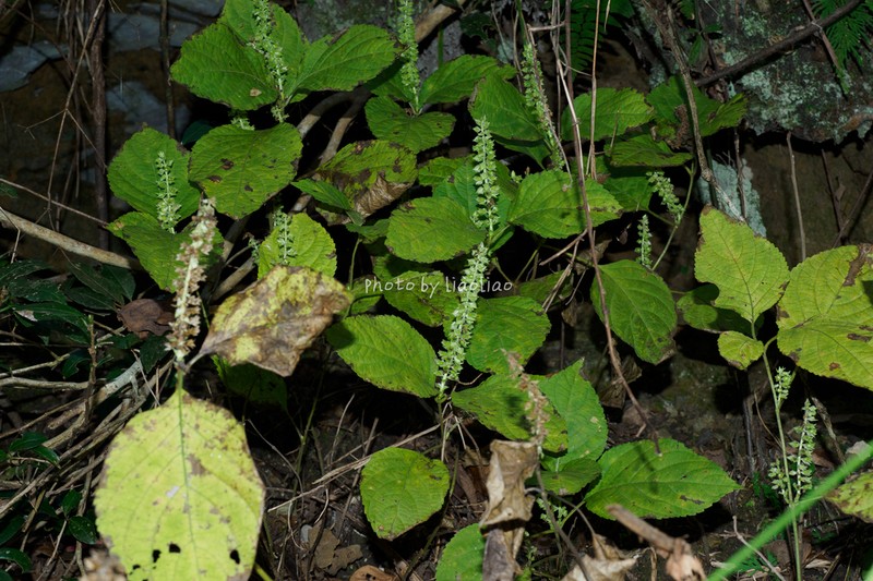 Collinsonia elsholtzioides