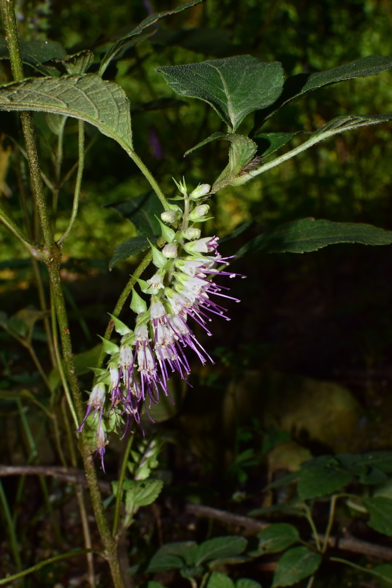 Collinsonia elsholtzioides photo 2