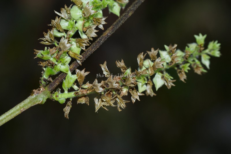 Collinsonia elsholtzioides photo 3