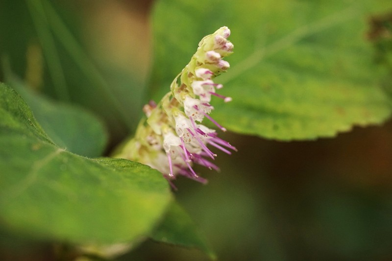 Collinsonia elsholtzioides photo 4