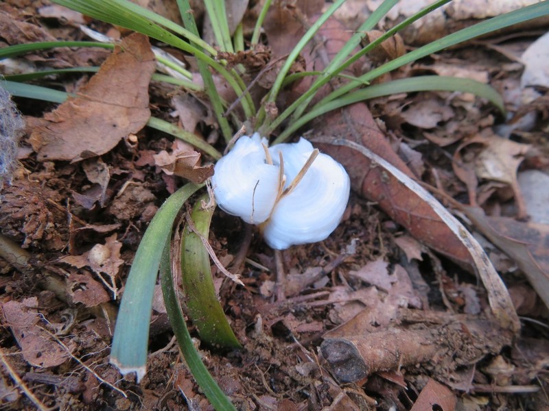 Collinsonia japonica