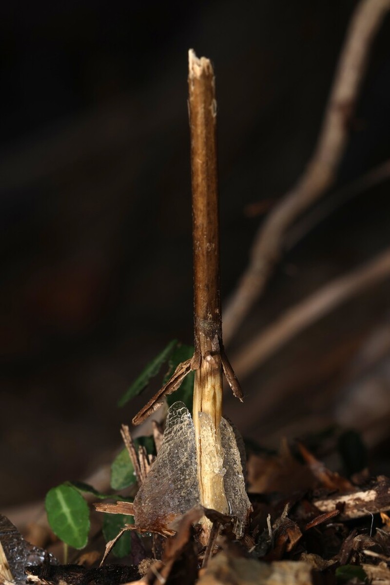 Collinsonia japonica photo 2