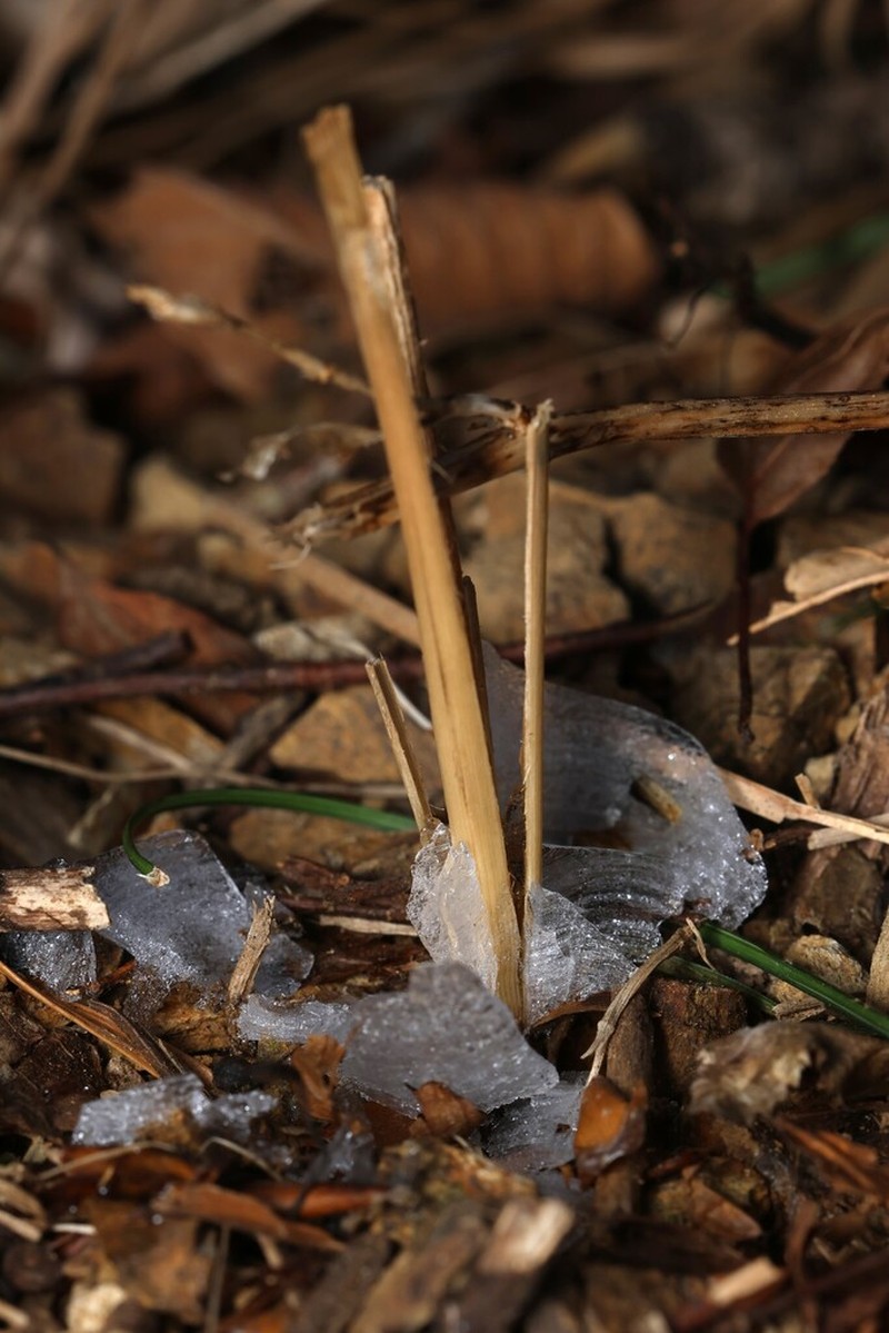 Collinsonia japonica photo 3