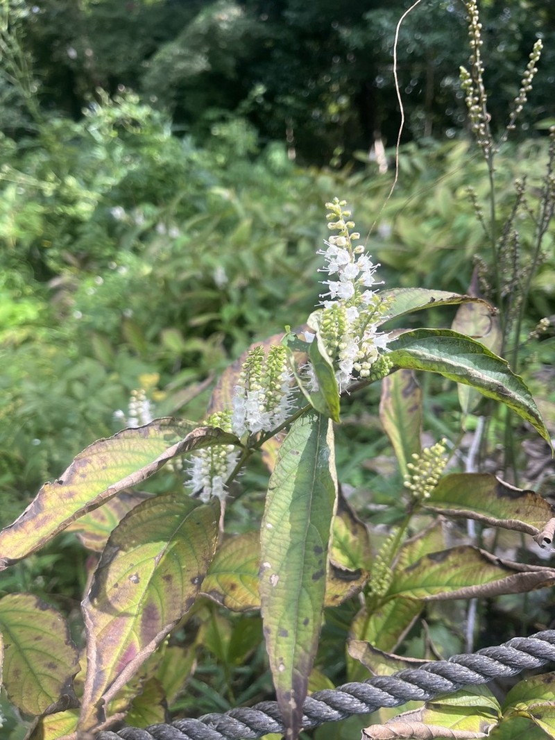 Collinsonia japonica photo 4