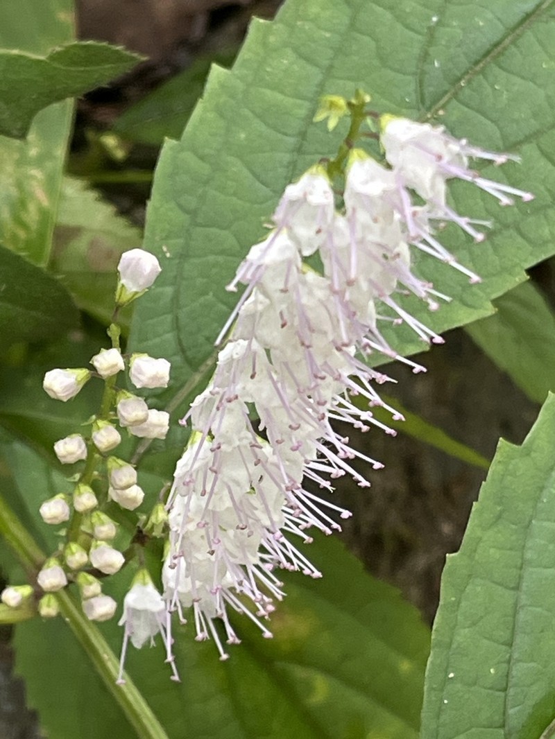 Collinsonia japonica photo 5
