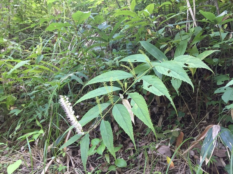 Collinsonia japonica photo 8