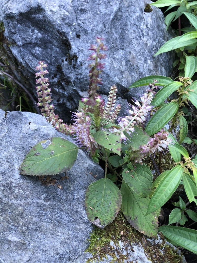 Collinsonia macrobracteata