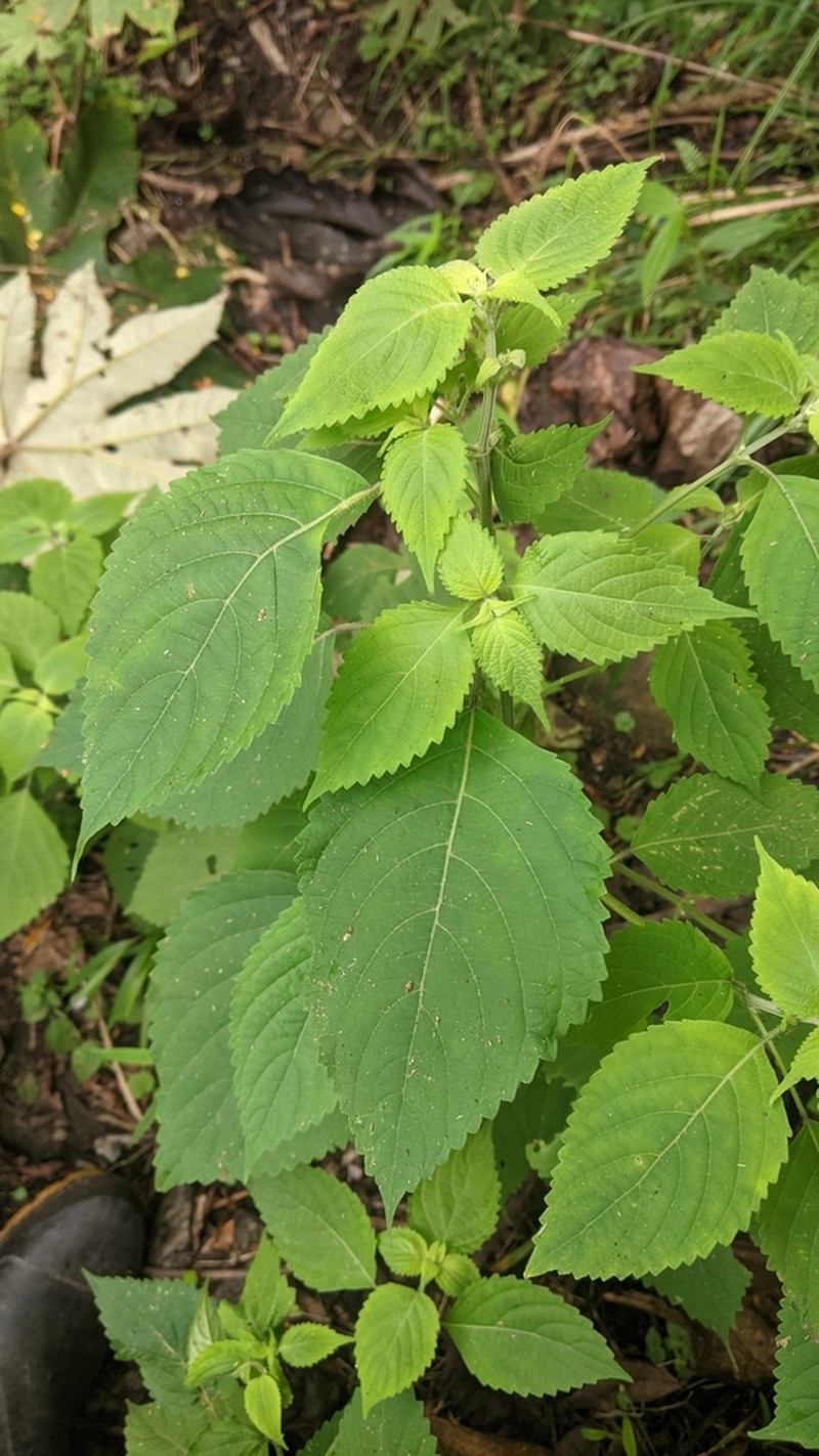 Collinsonia macrobracteata photo 2