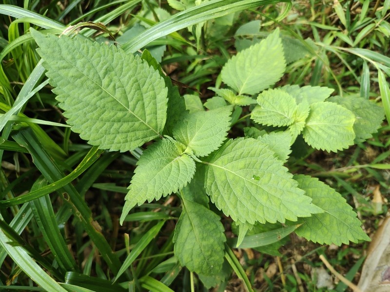 Collinsonia macrobracteata photo 3