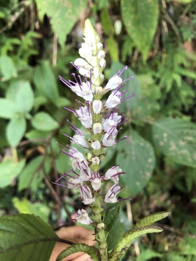 Collinsonia macrobracteata photo 4