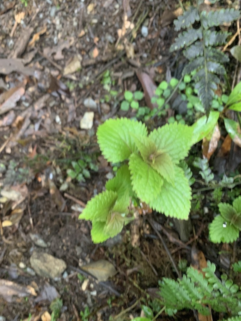 Collinsonia macrobracteata photo 5