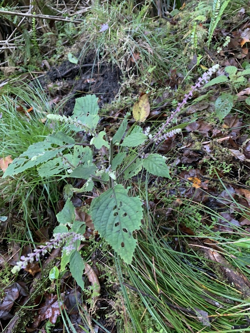 Collinsonia macrobracteata photo 6