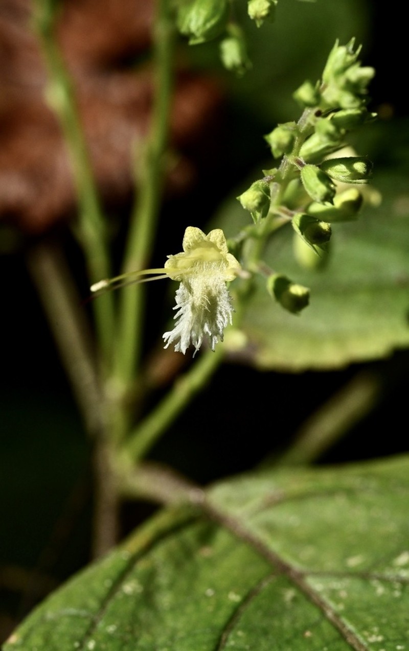 Blue Ridge Horsebalm