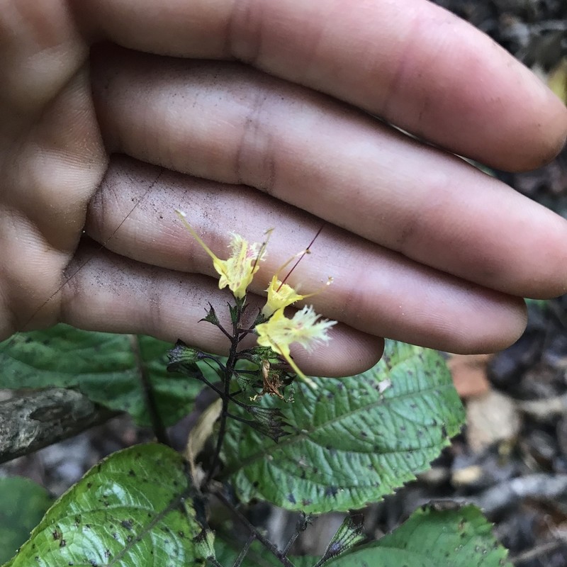 Blue Ridge Horsebalm photo 2