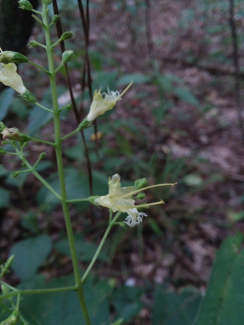 Blue Ridge Horsebalm photo 3