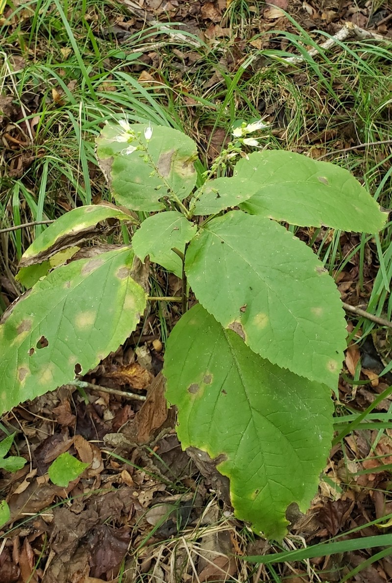 Blue Ridge Horsebalm photo 4