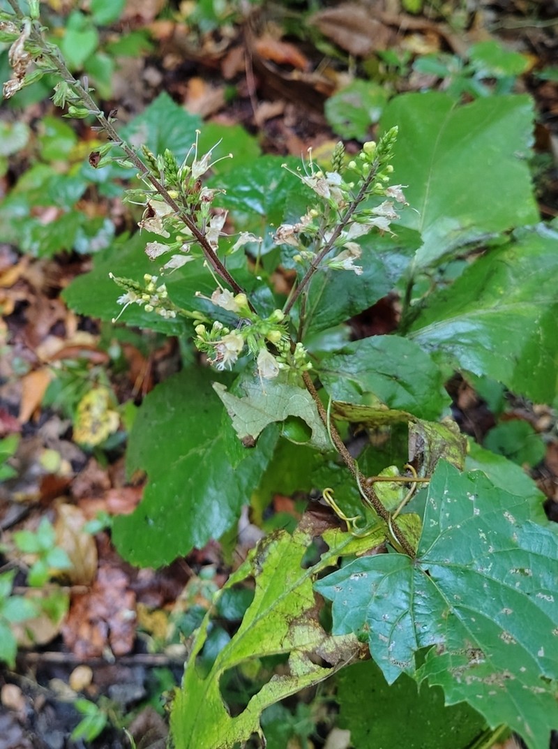 Blue Ridge Horsebalm photo 5