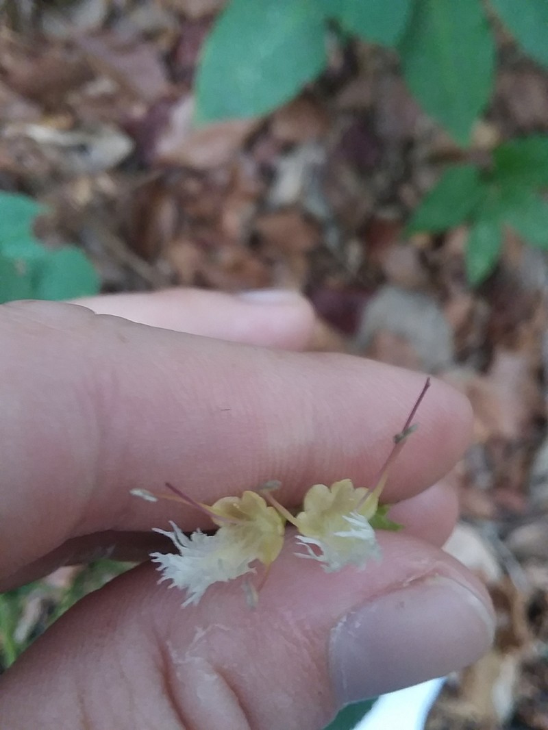 Blue Ridge Horsebalm photo 6