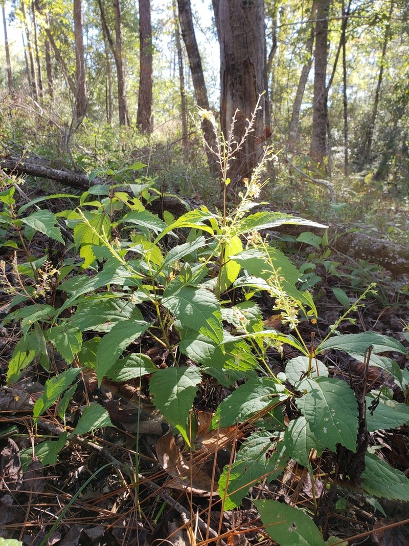 Blue Ridge Horsebalm photo 7