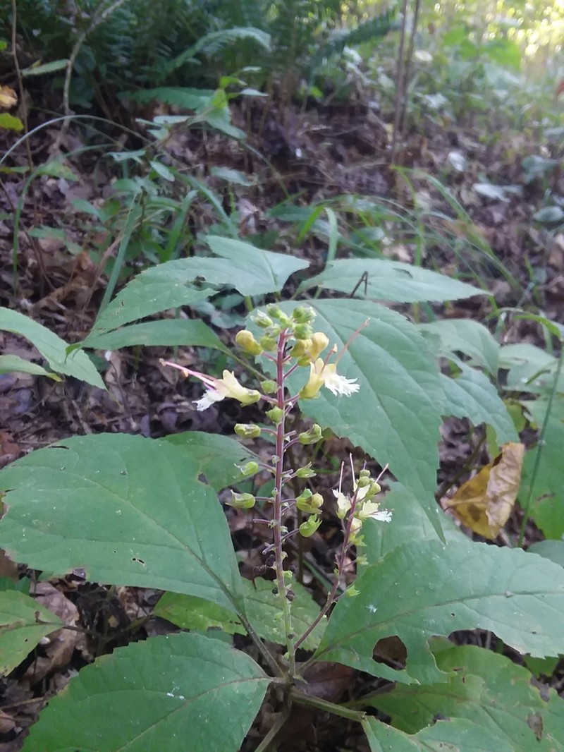 Blue Ridge Horsebalm photo 8