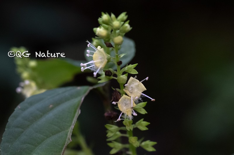 Collinsonia sinensis