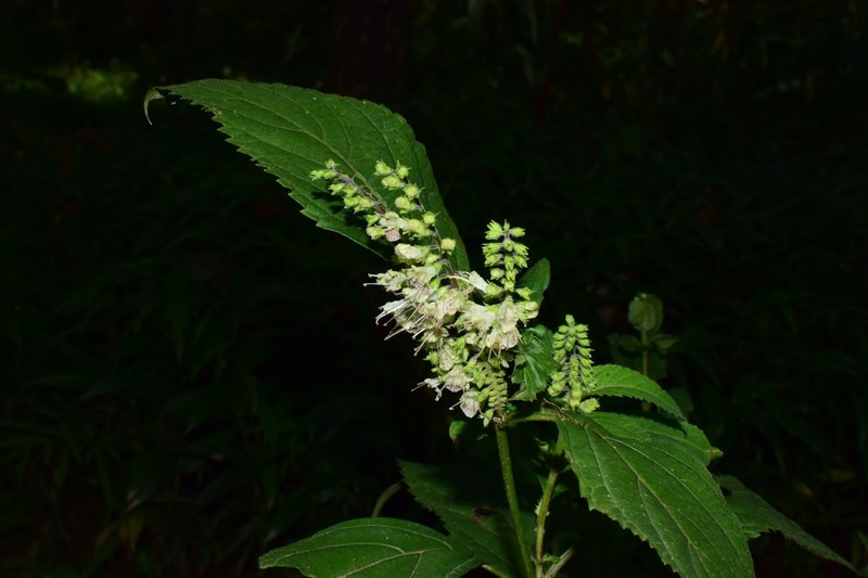 Collinsonia szechuanensis