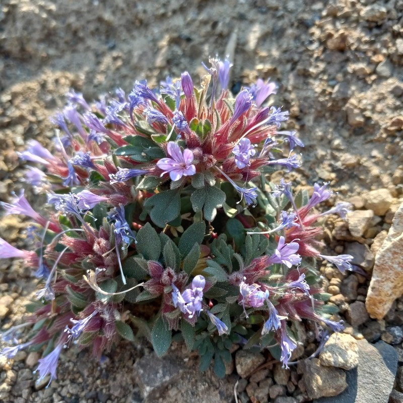 Alpine Collomia