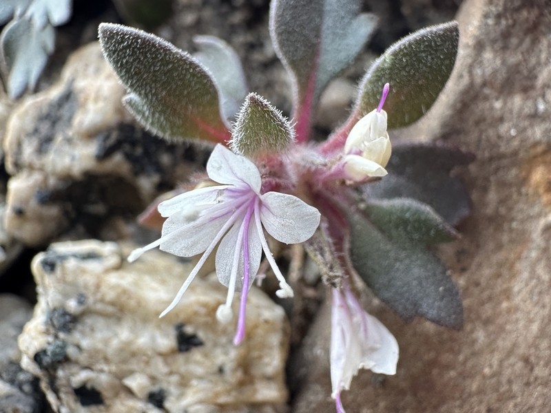 Alpine Collomia photo 2