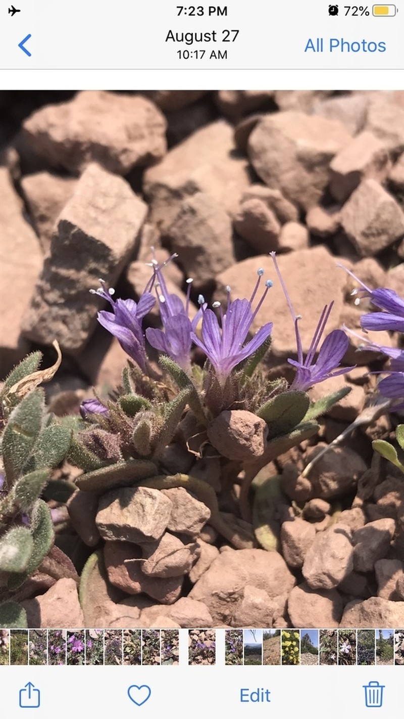 Alpine Collomia photo 3