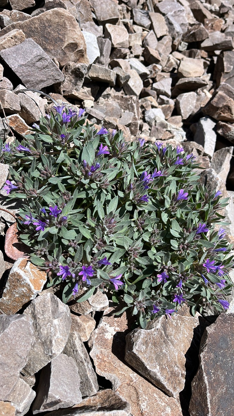 Alpine Collomia photo 5