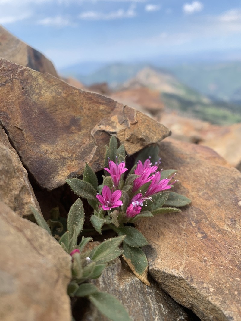 Alpine Collomia photo 6