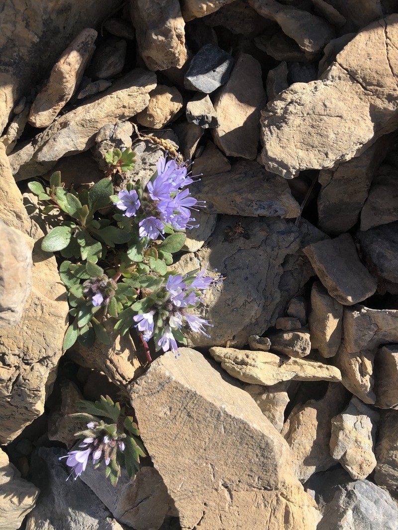 Alpine Collomia photo 7