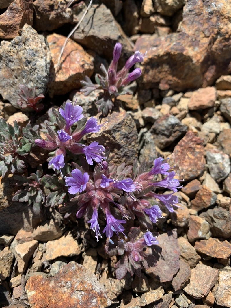 Alpine Collomia photo 8