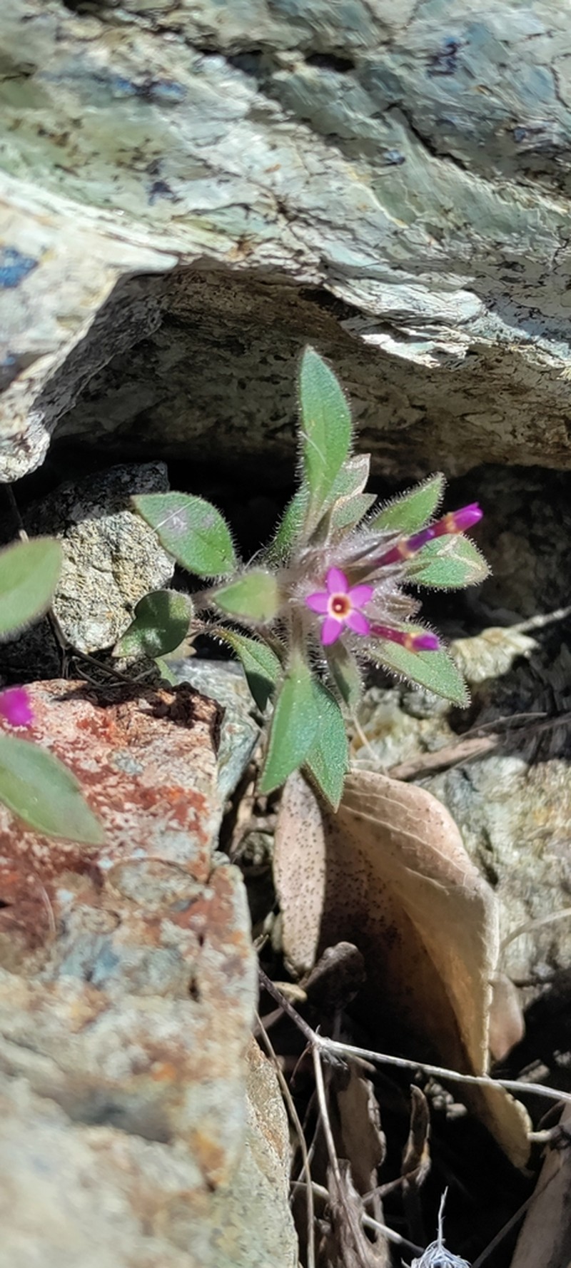 Serpentine Collomia