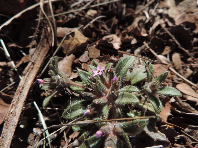 Serpentine Collomia photo 2