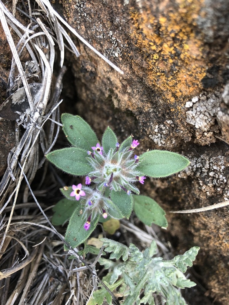 Serpentine Collomia photo 3