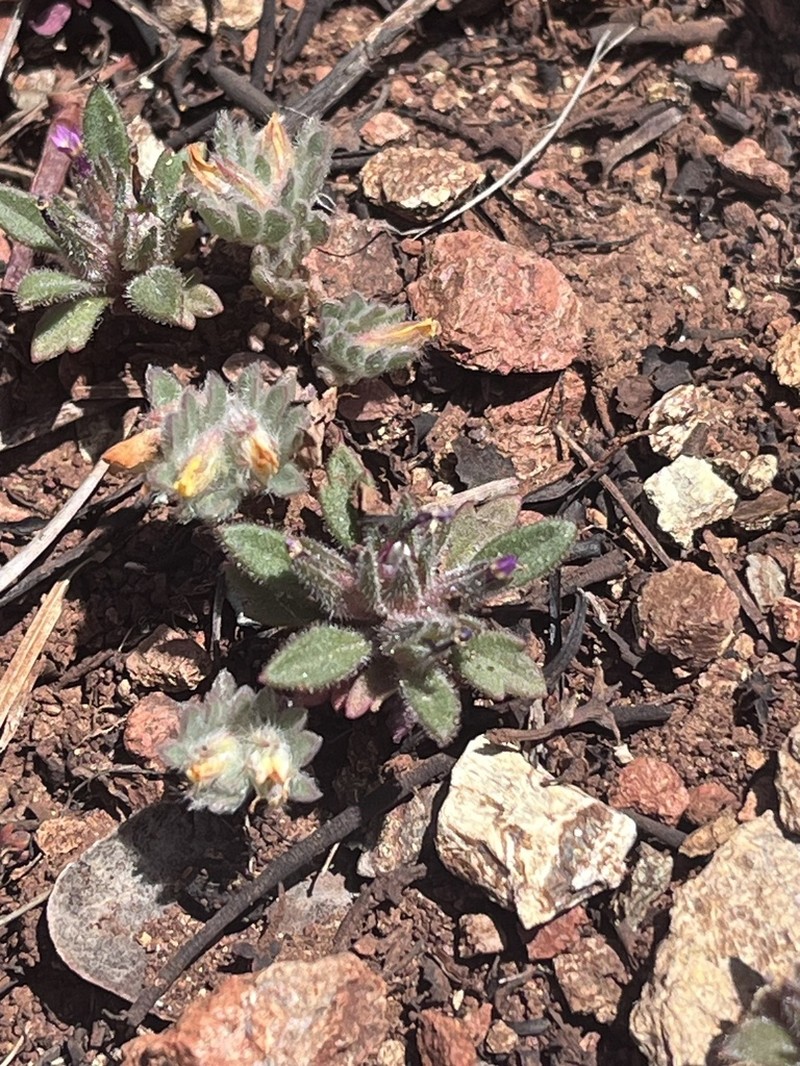 Serpentine Collomia photo 4
