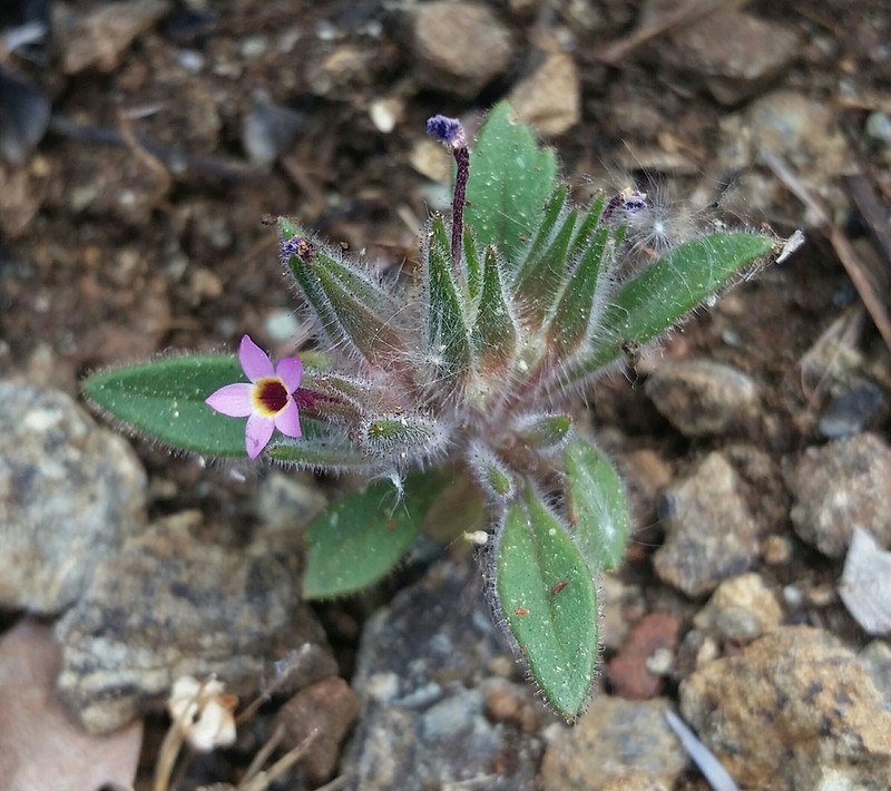 Serpentine Collomia photo 5