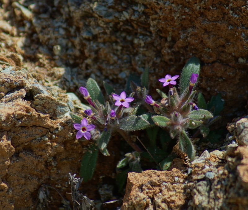 Serpentine Collomia photo 6