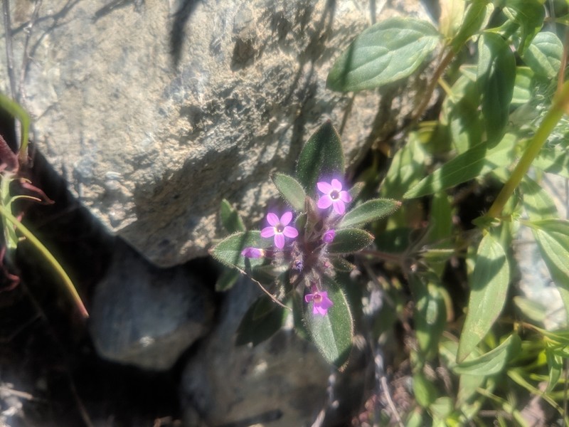 Serpentine Collomia photo 7
