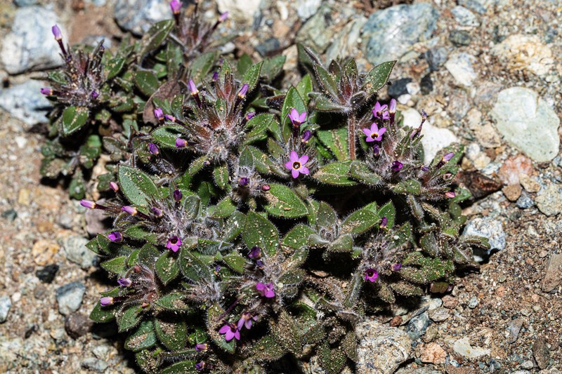 Serpentine Collomia photo 8